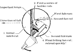 
To fell trees with a diameter exceeding the bar length, start with the notch cut, in about 1/3 the tree's diameter. Finish with about three fanlike cuts, changing fulcrums as little as possible.
